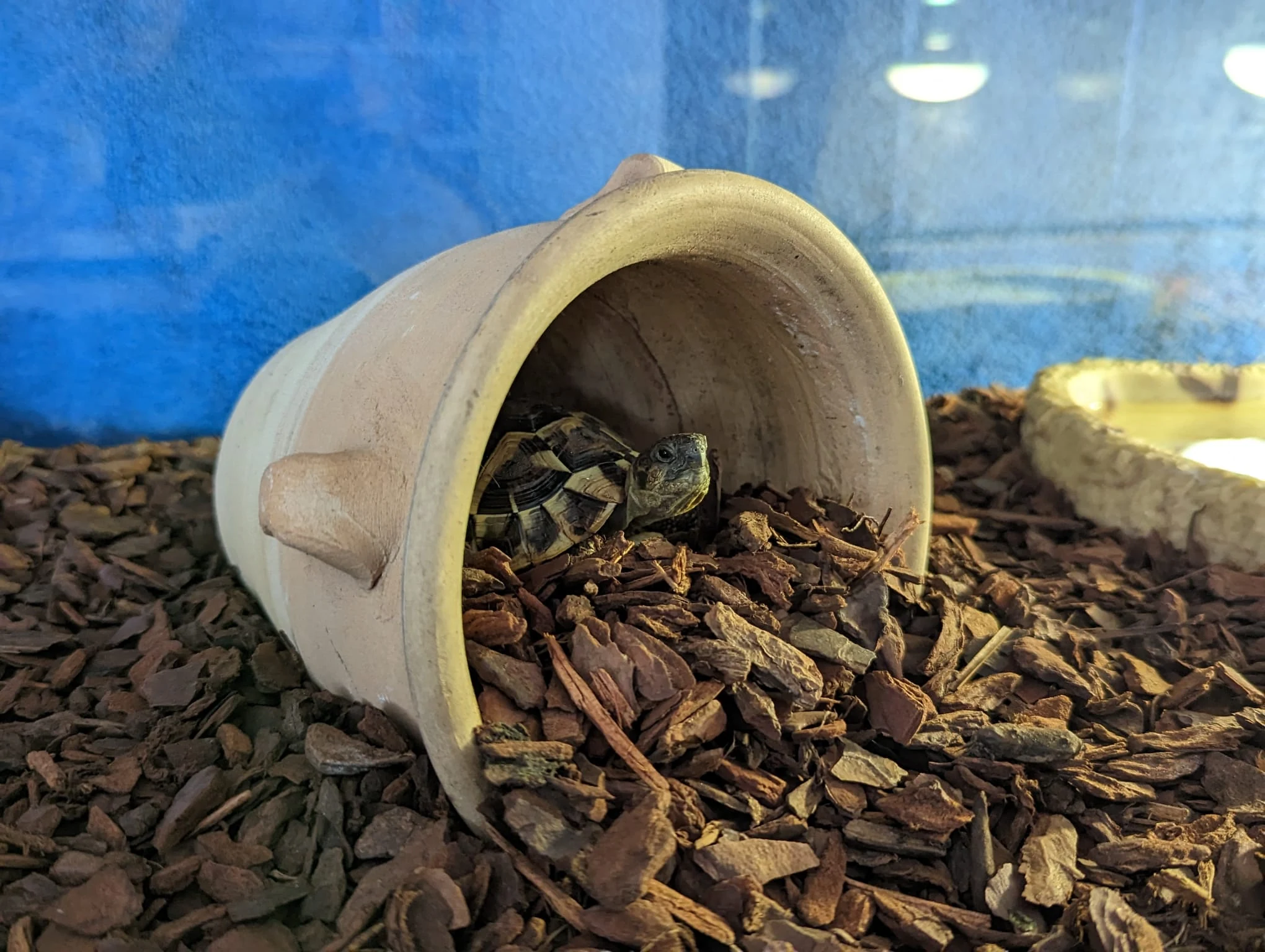 Griechische Landschildkröte in ihrem Terrarium